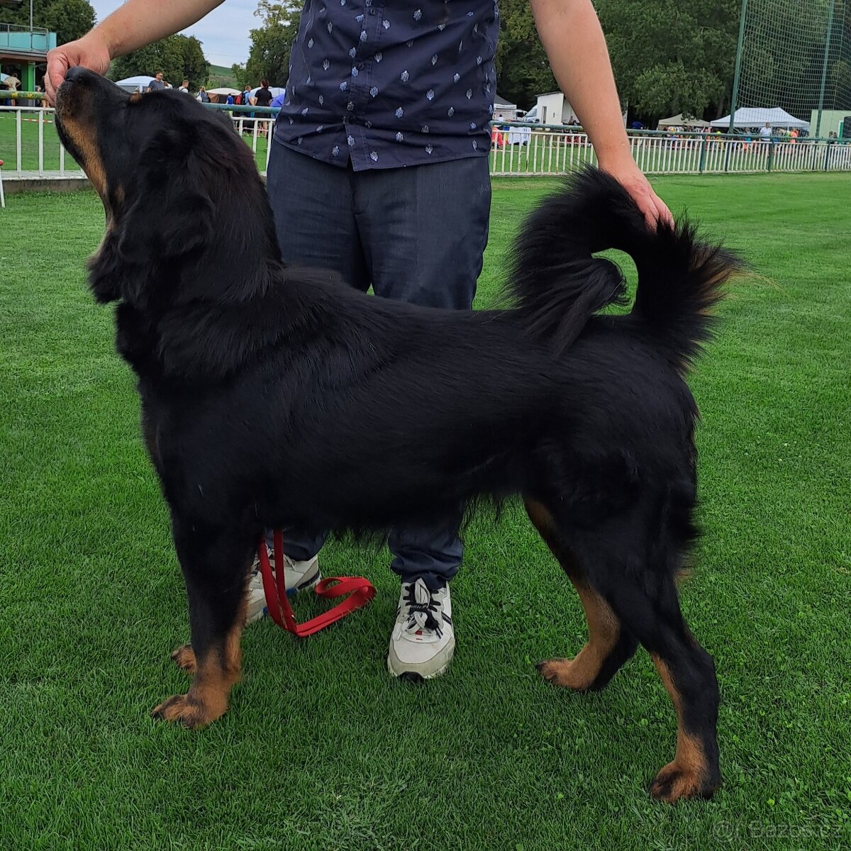 Tibetská doga štěňata s PP (FCI) 2025/26 dva vrhy - 5