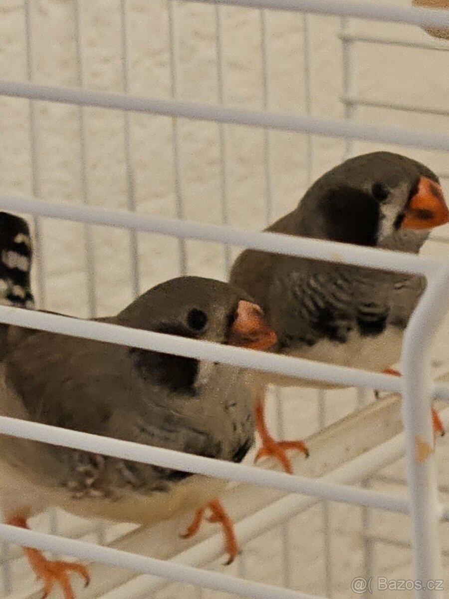 Mladé zebřičky - 5