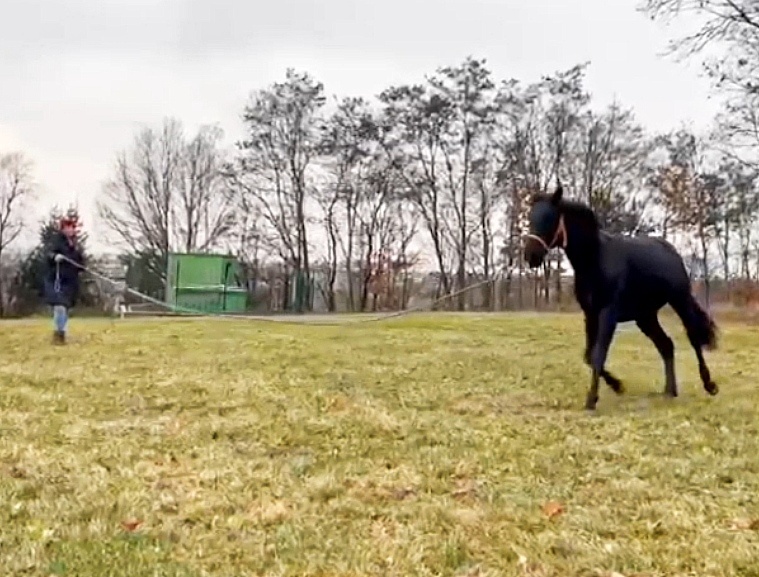 Lusitano x Welsh B - 5