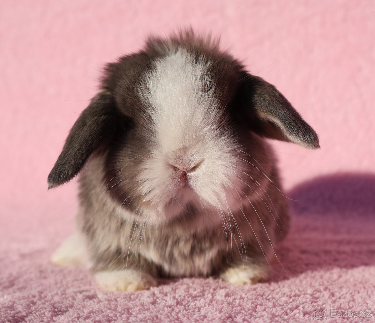 Zakrslí beránci NHD modrá očka . - 5