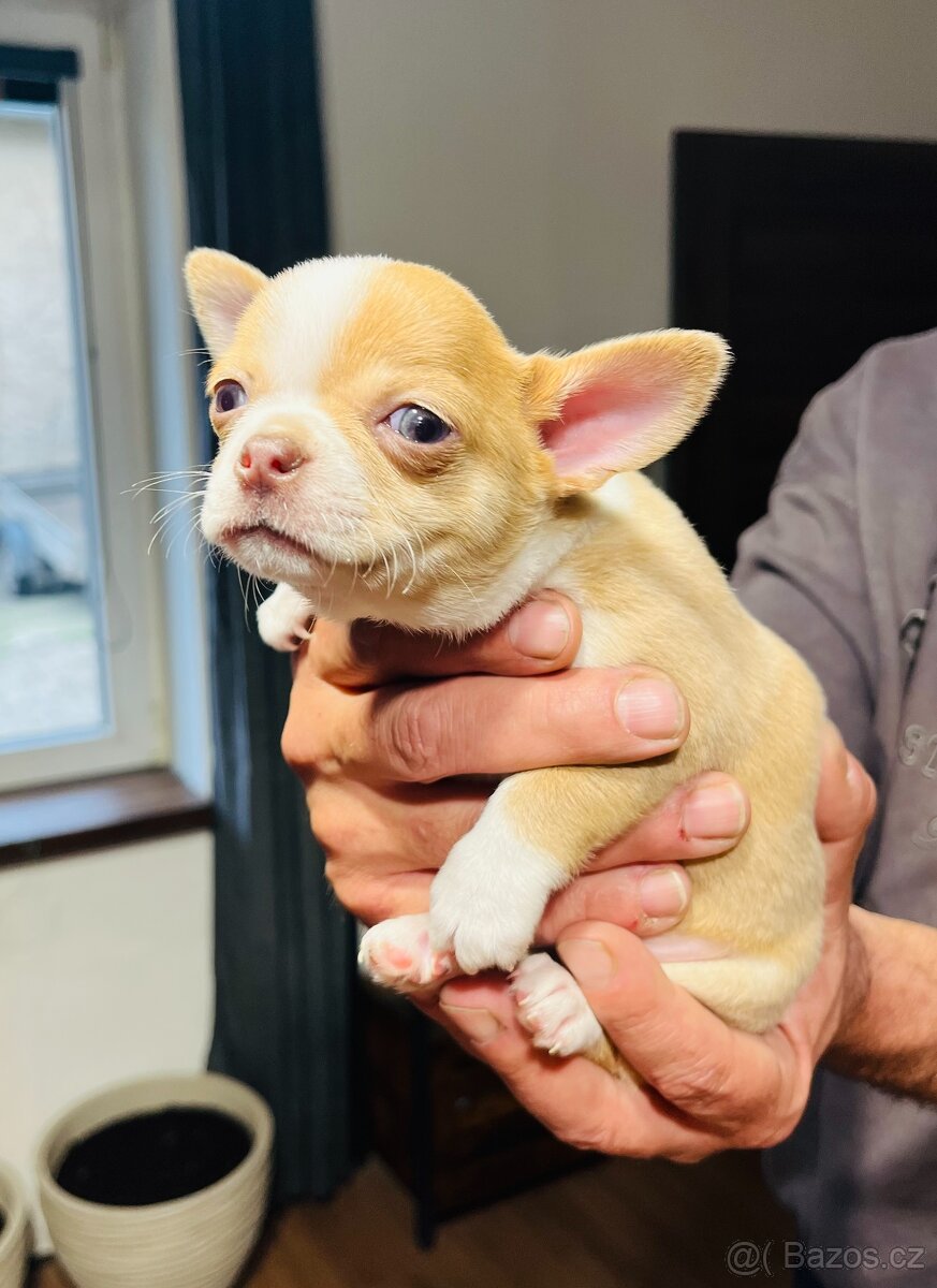 ČIVAVA KRÁTKOSRSTÁ - 5