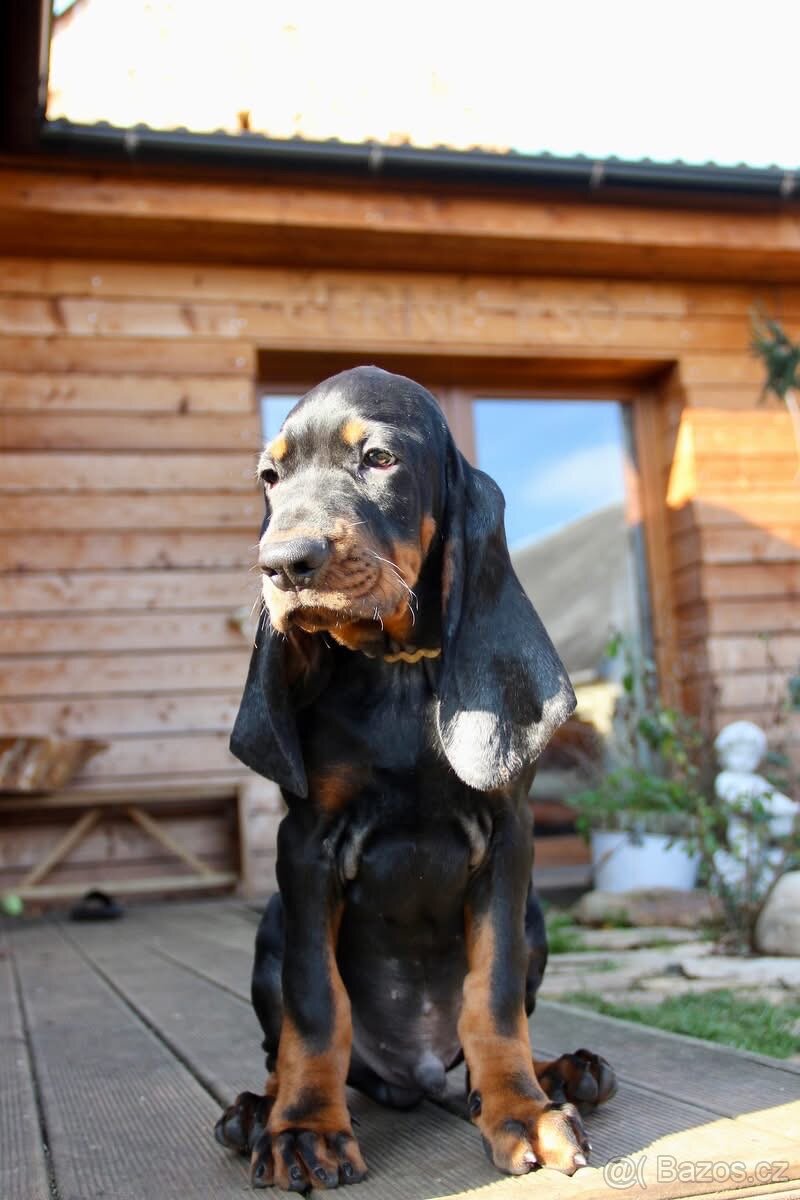 Black and Tan Coonhound s PP FCI - 5