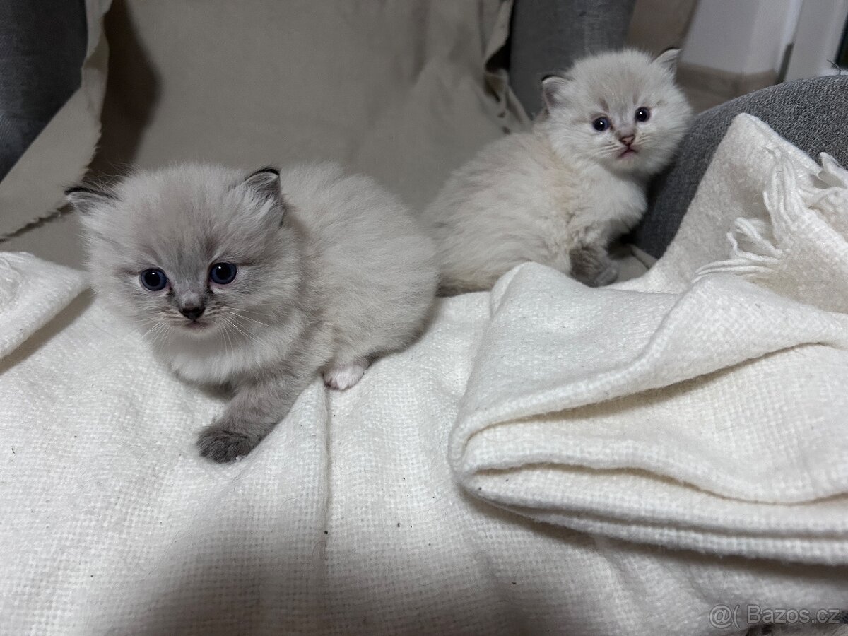 Kotě ragdoll - 5