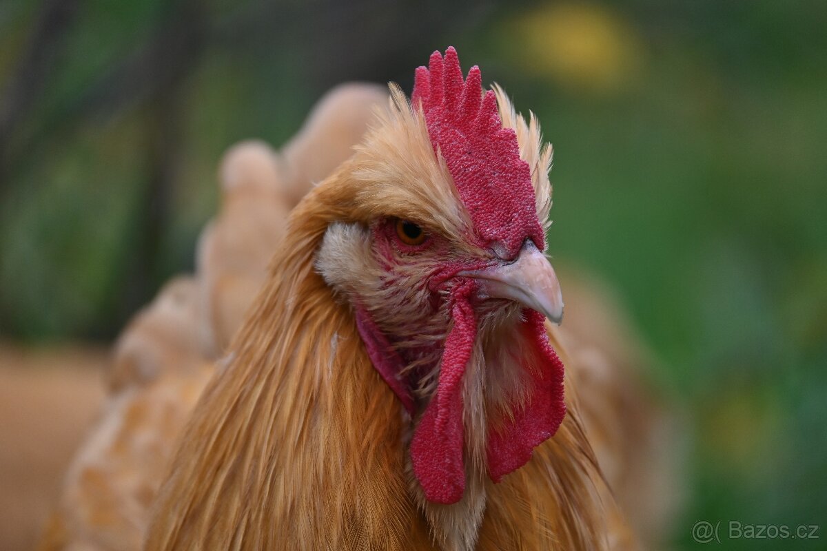 Kohouti orpingtonky - 5
