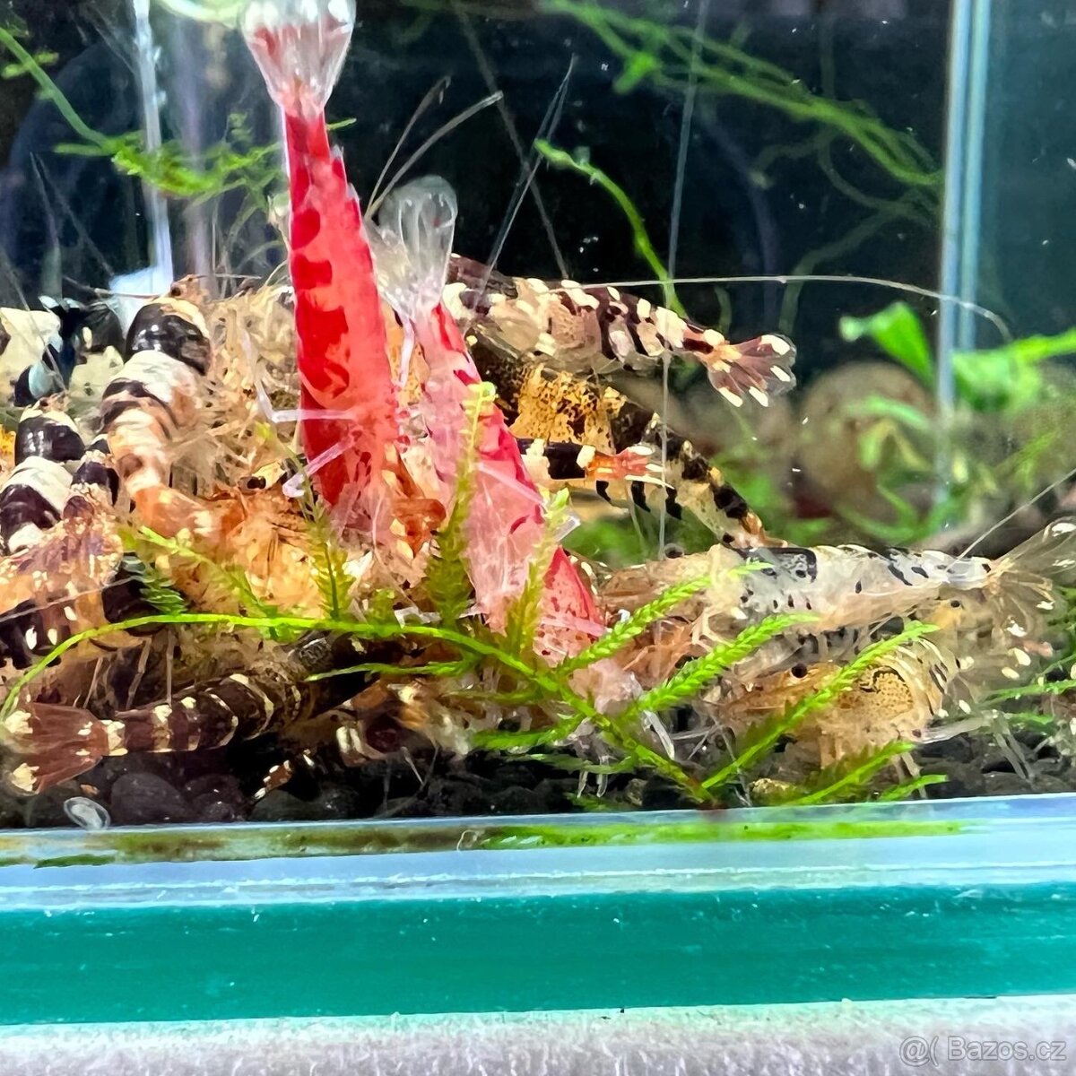 Sladkovodní krevety - 5