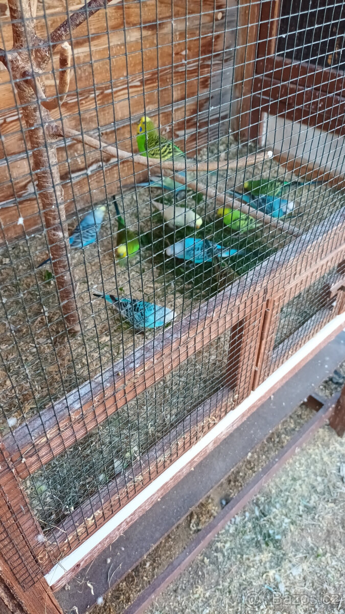 Andulky, mláďata na ochočení i do chovu - 5