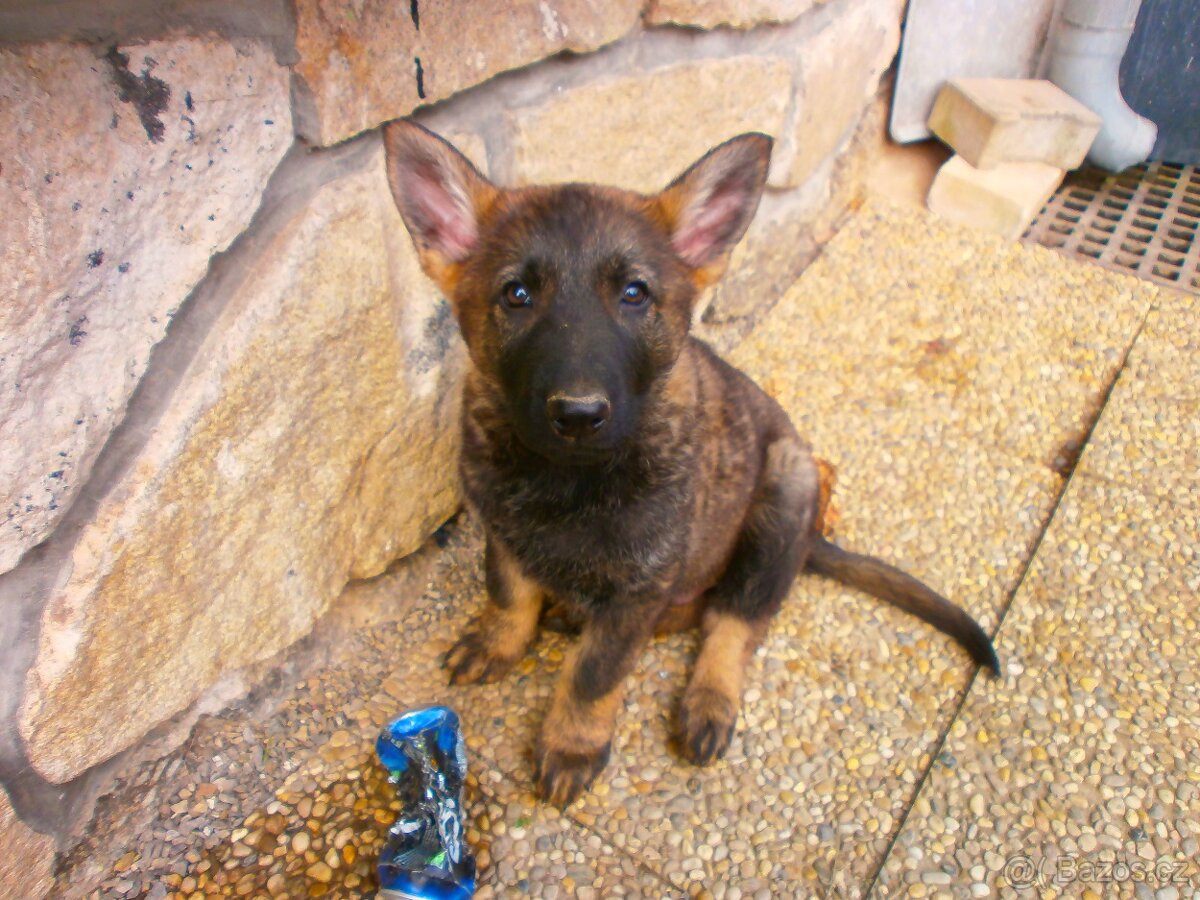 Německý ovčák štěňata - 5