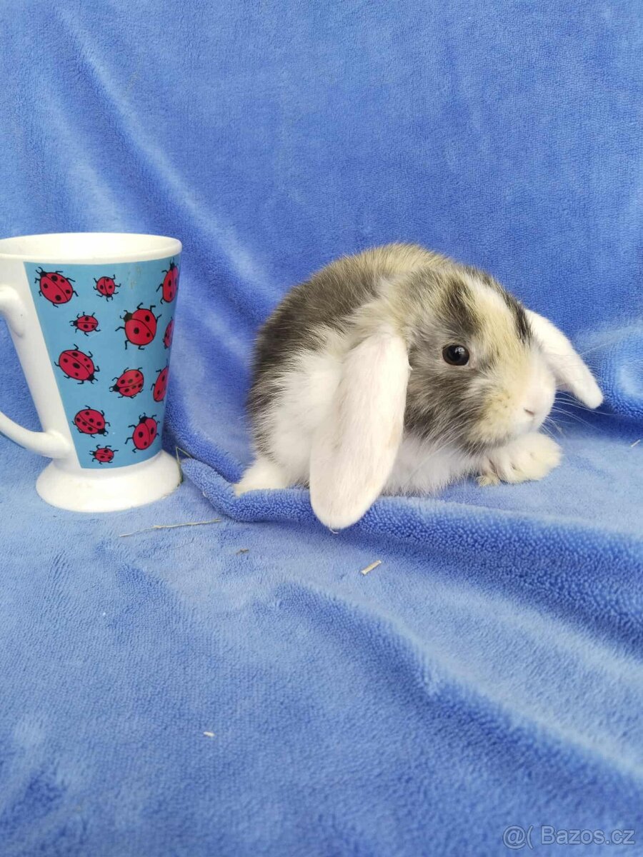 Vymazlení zakrslí králíčci - teddy, minilop, beranek - 5