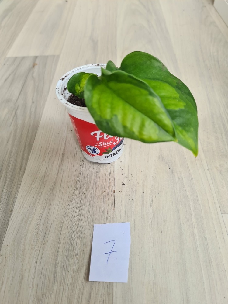 Rostliny, kytky, pokojovky - 5