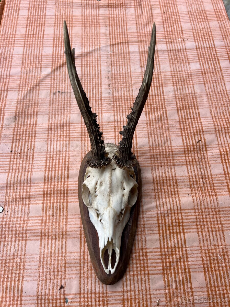 Prodám krásné parohy – dekorace, výroba, myslivost - 5