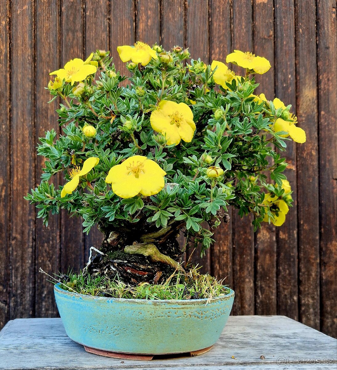 Bonsai, Bonsaj - Mochna 1 - 5