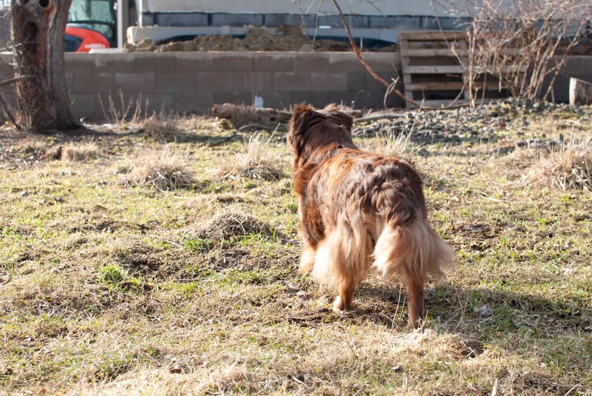 Fenka hledá domov - 5