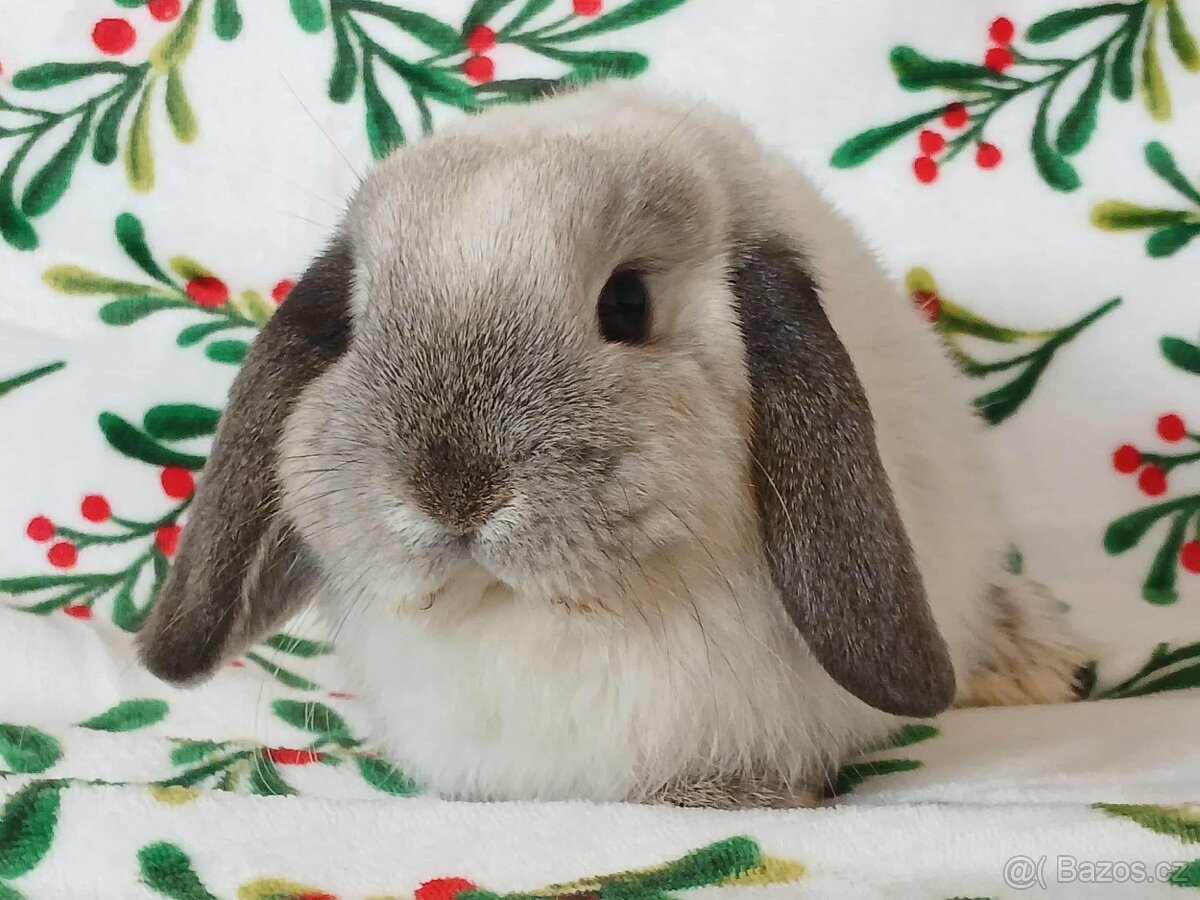 Volná samička - Anglický Zakrslý Beránek MiniLop🍑🧡 - 5