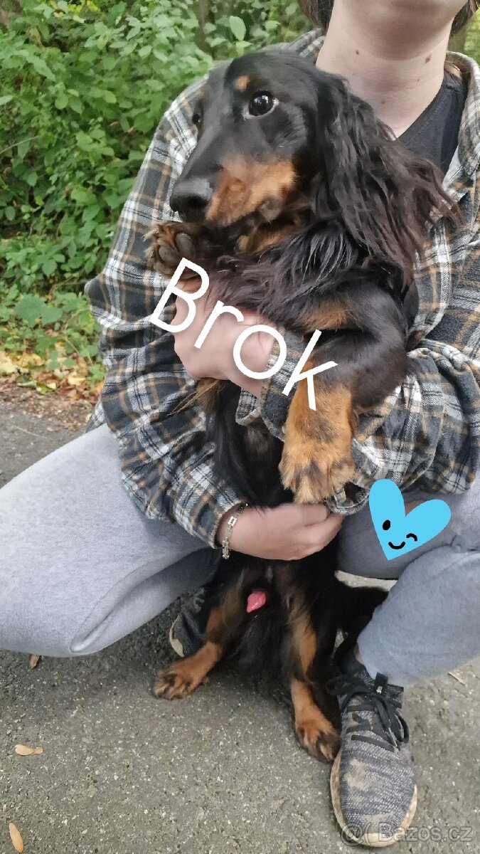 Krytí psem dlouhosrstého jezevčíka standart - 5