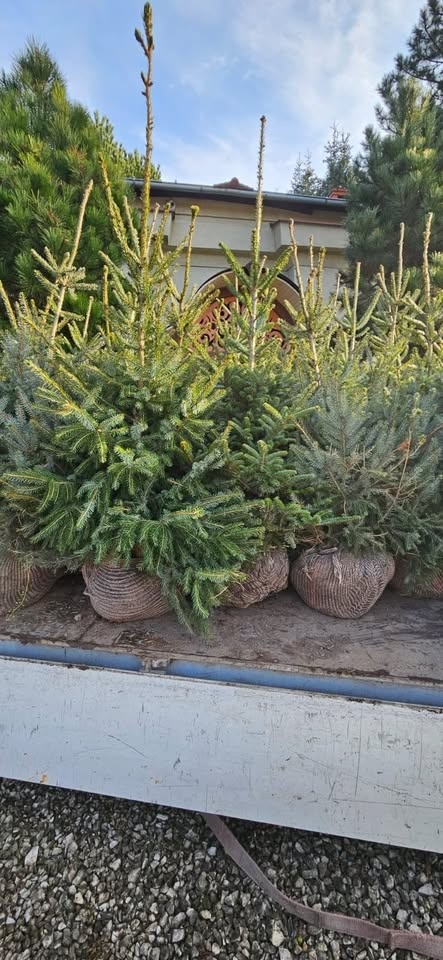 Vánoční stromky přímo z plantáže F-M - 5