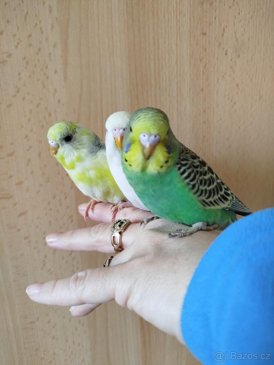Prodám mladé andulky po vylétnutí z budky - 5