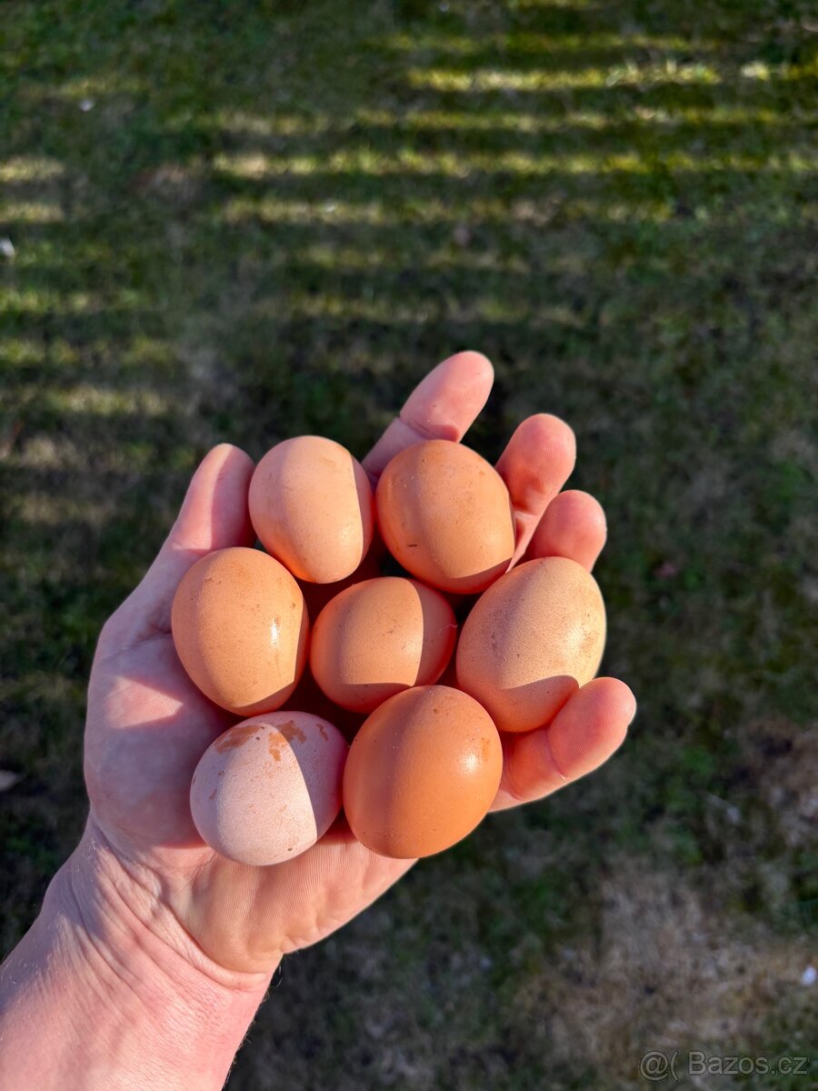 Kuřice 20. Týdnů - 5