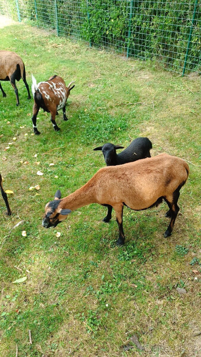 Prodám jehňata kamerunských ovcí - 5