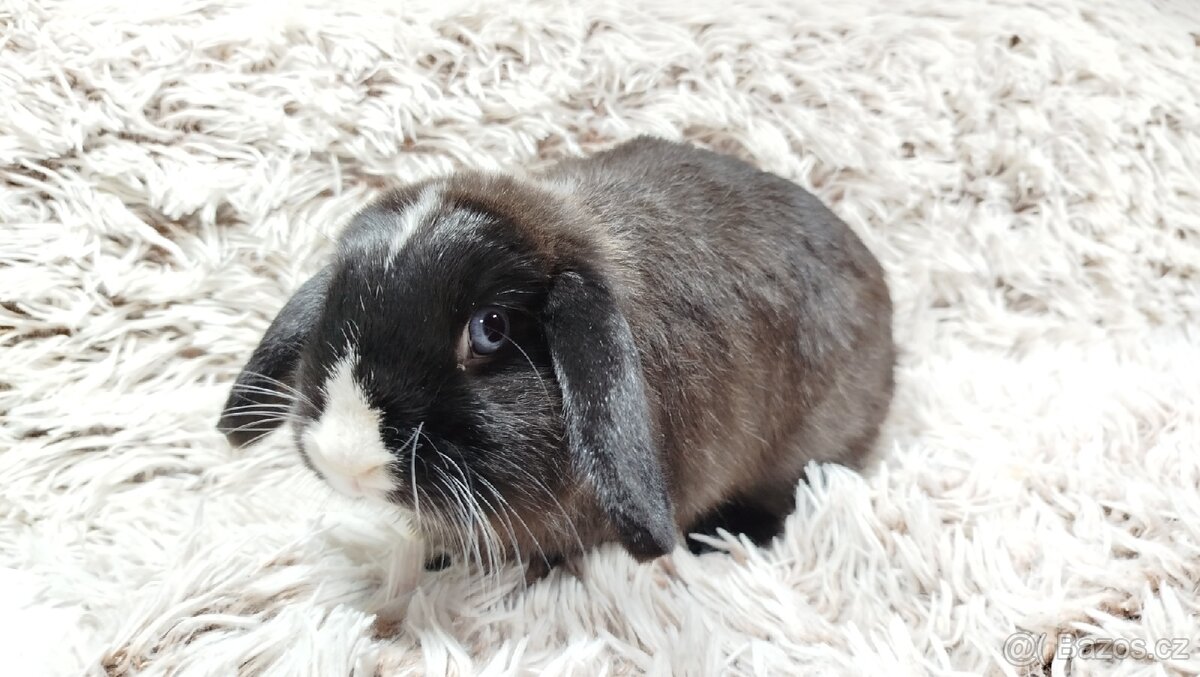 Zakrslý beránek, králíček, králík-LADY - 5