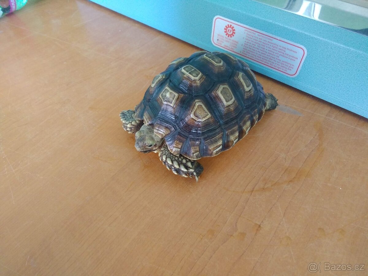 Želva ostruhatá mláďata různé velikosti - 5