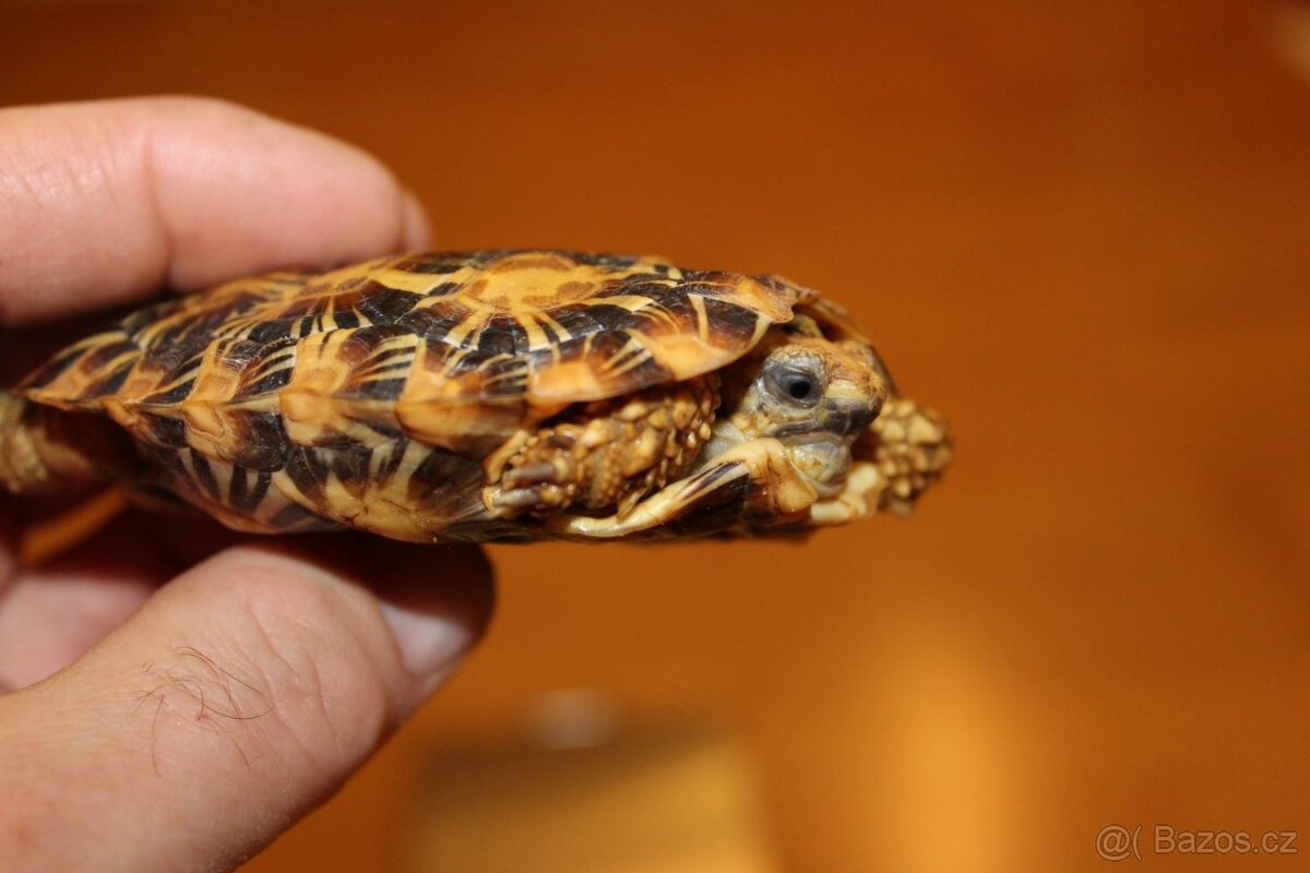 Predám Malacochersus tornieri-Želva skalní - 5
