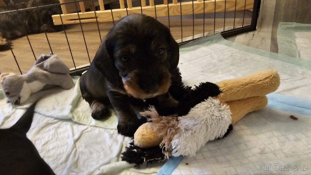 Jezevčík drsnosrstý bez PP s balíčkem jako dárek - 5