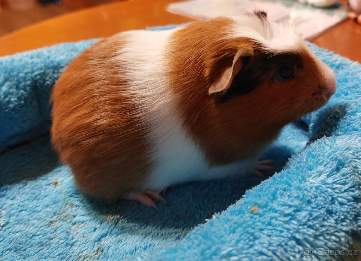 Nabízím morčata samičky - 5