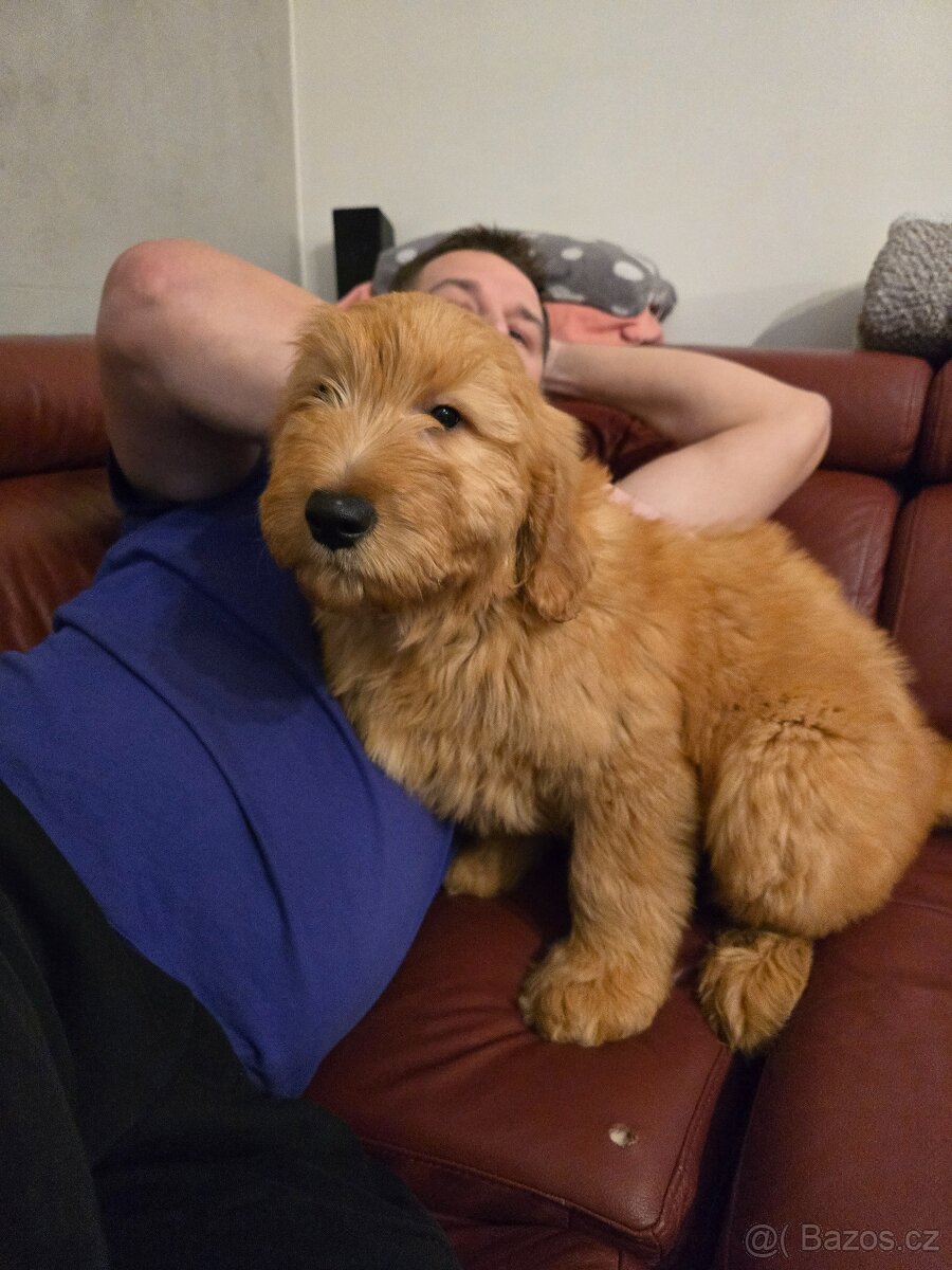 Goldendoodle F1 Standard - 5
