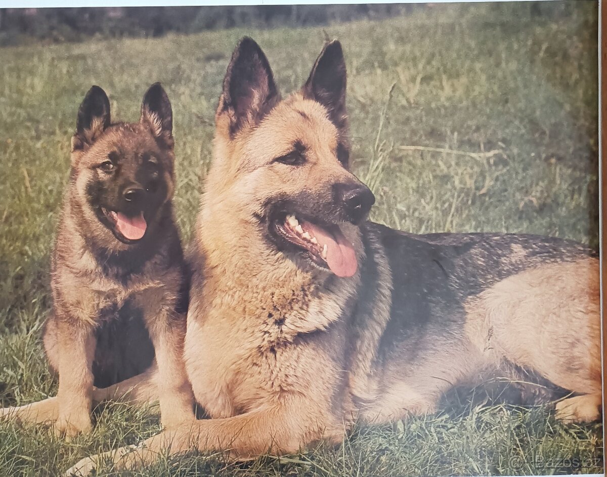 Retro plakáty zvířat -formát A1 - různé - 5