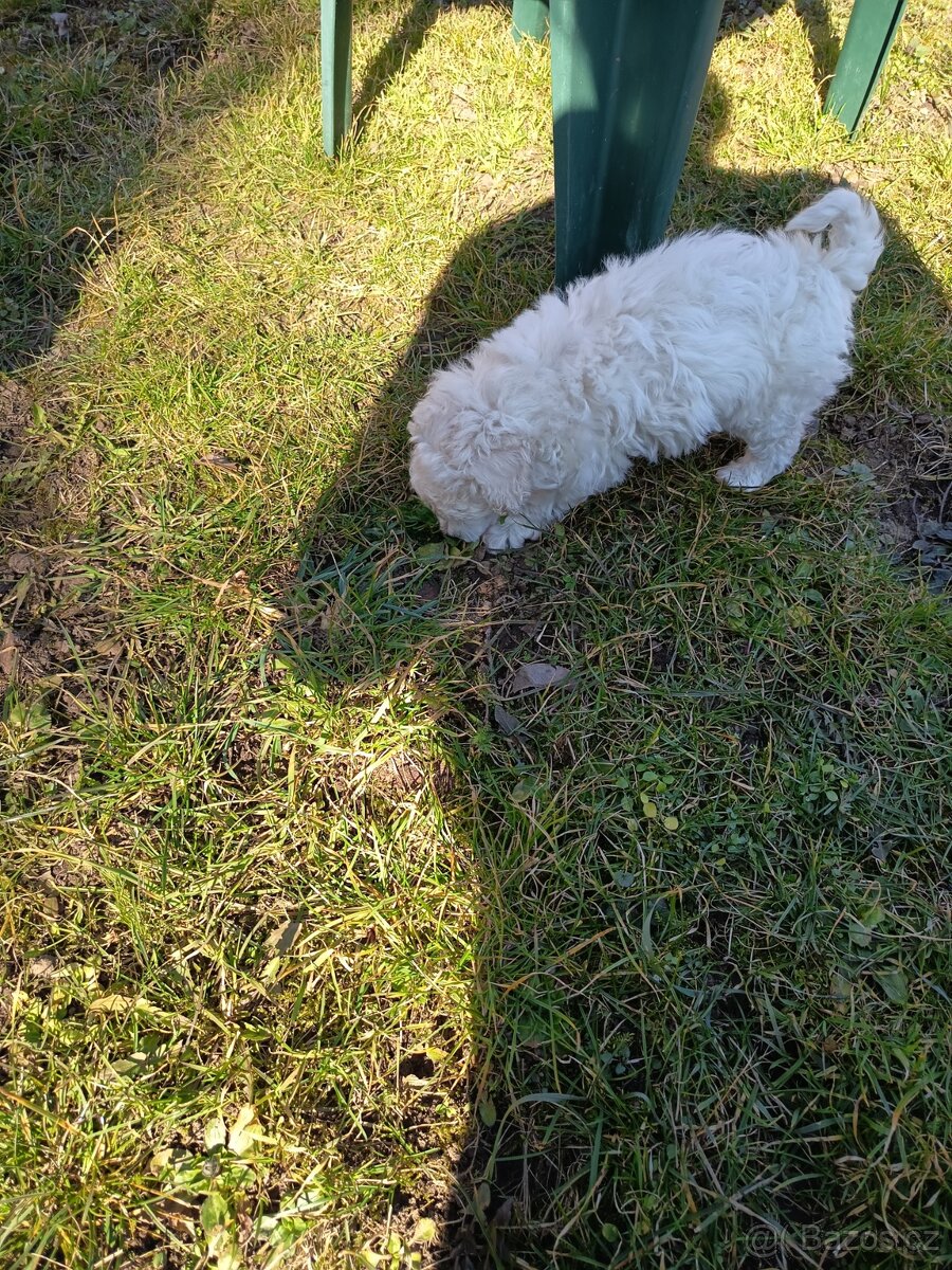 Pudl bílý trpasličí - 5