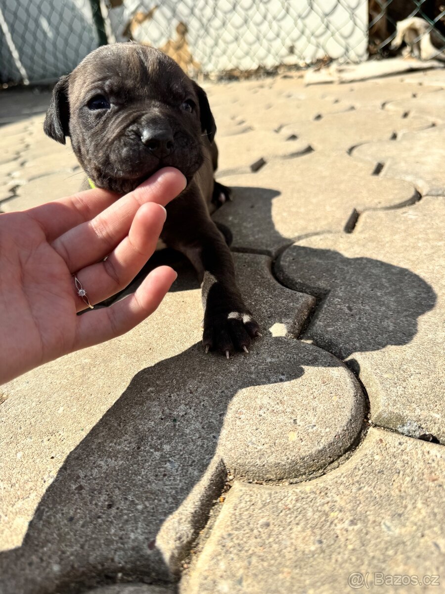 Amstaff - 5