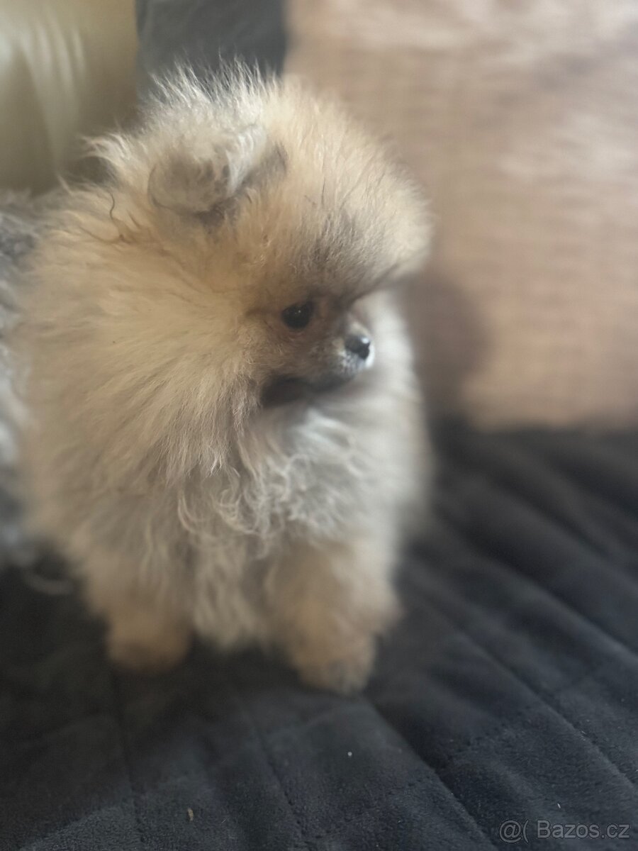 Pomeranian - 5