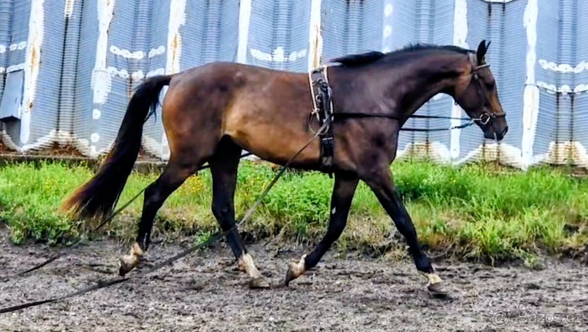 Valach ČT nar.2022 - 5