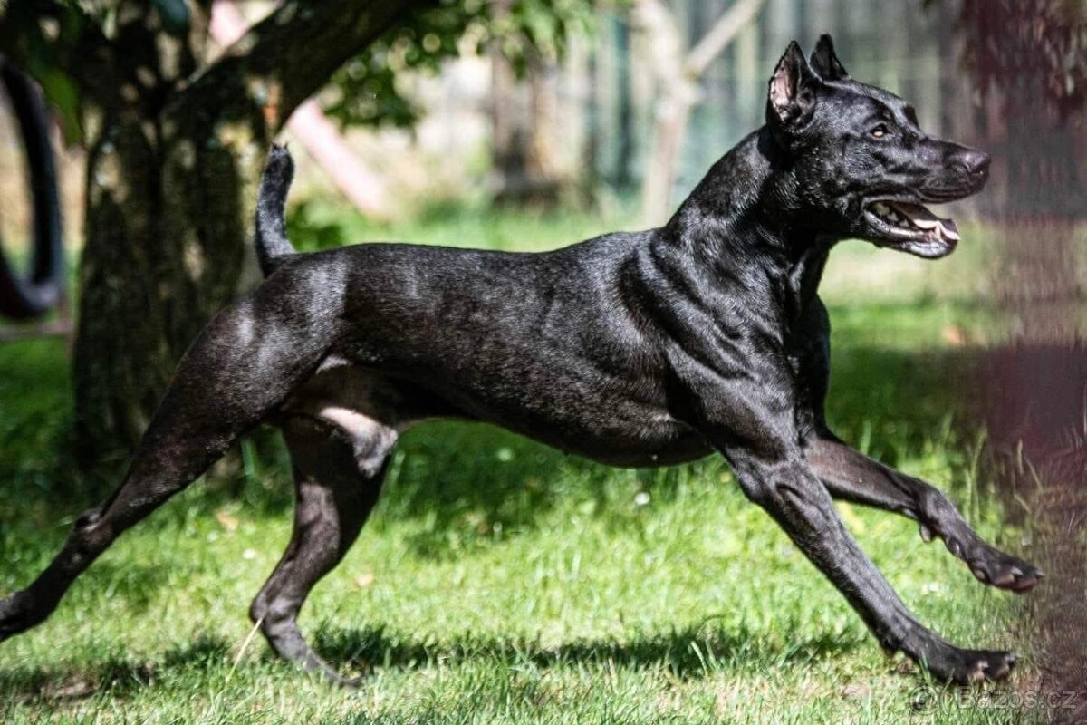 Dobrman x APBT,bandog,ast,bullherder - 5