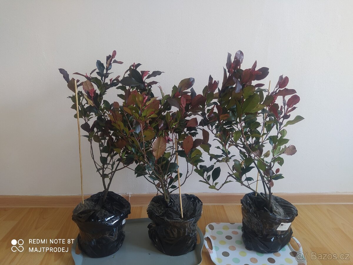 3x Blýskavka Fraserova 'Red Robin' 50-60cm v kontejnerů - 5