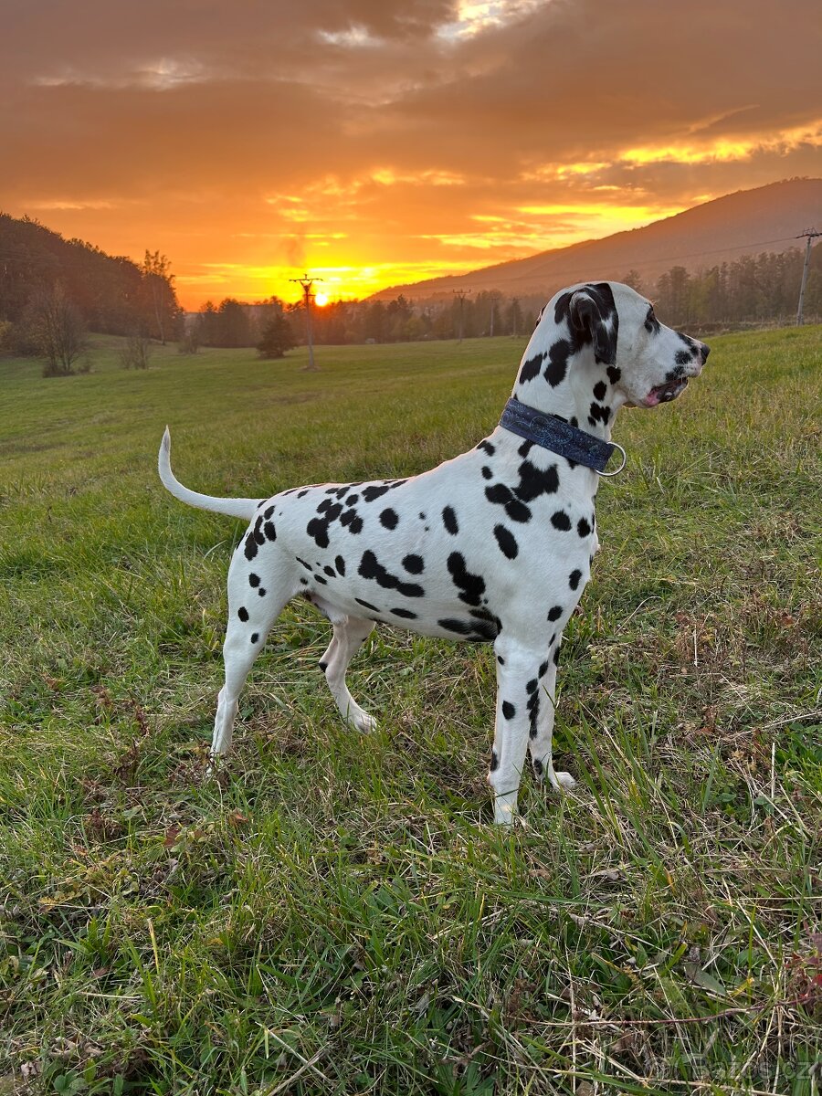 Dalmatin štěně s PP - 5