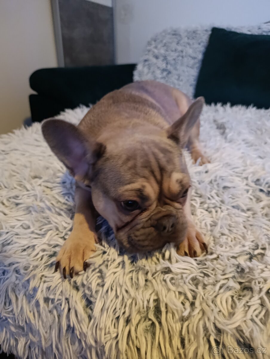 Francouzský buldoček - 5
