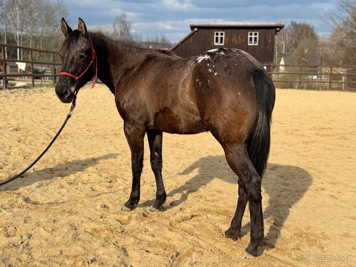 Dvouletá appa klisna - 5