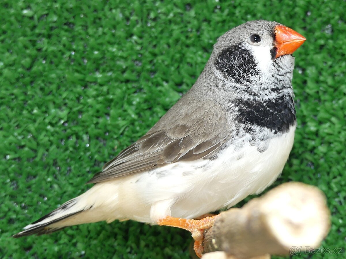 Zebřička pestrá - 5