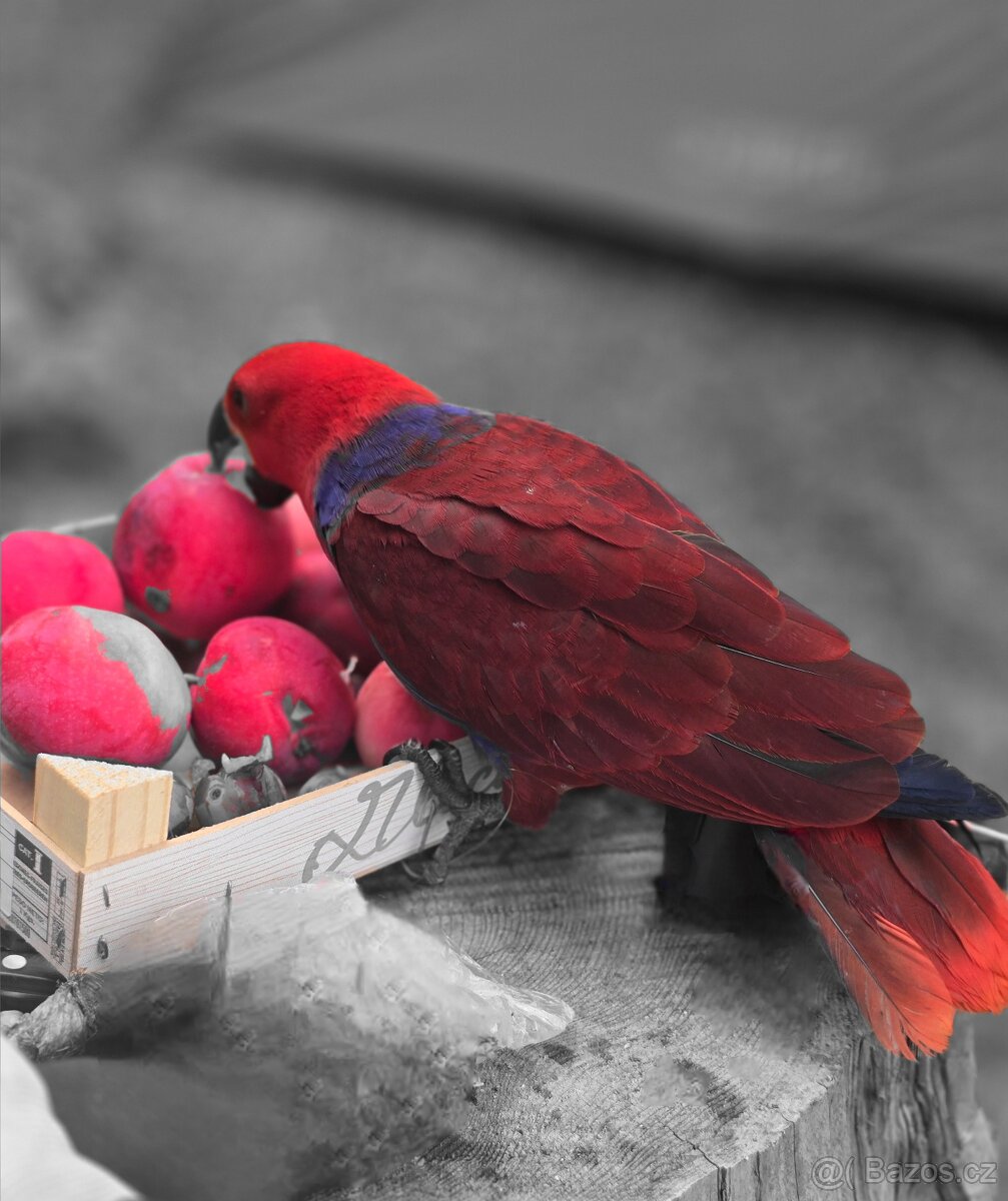 Eklektus různobarvý - 5