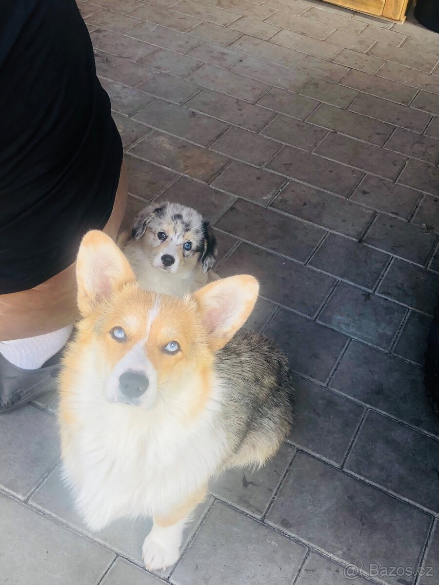 Welsh Corgi - 5