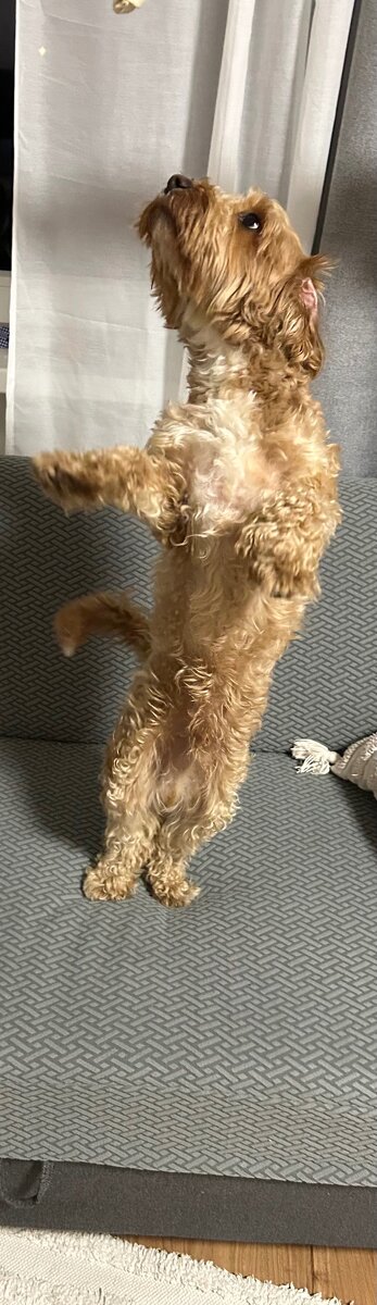 Maltipoo pes - 5
