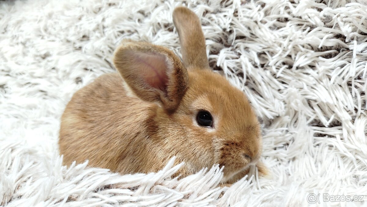 Zakrslý králíček, králík - LILI - 5