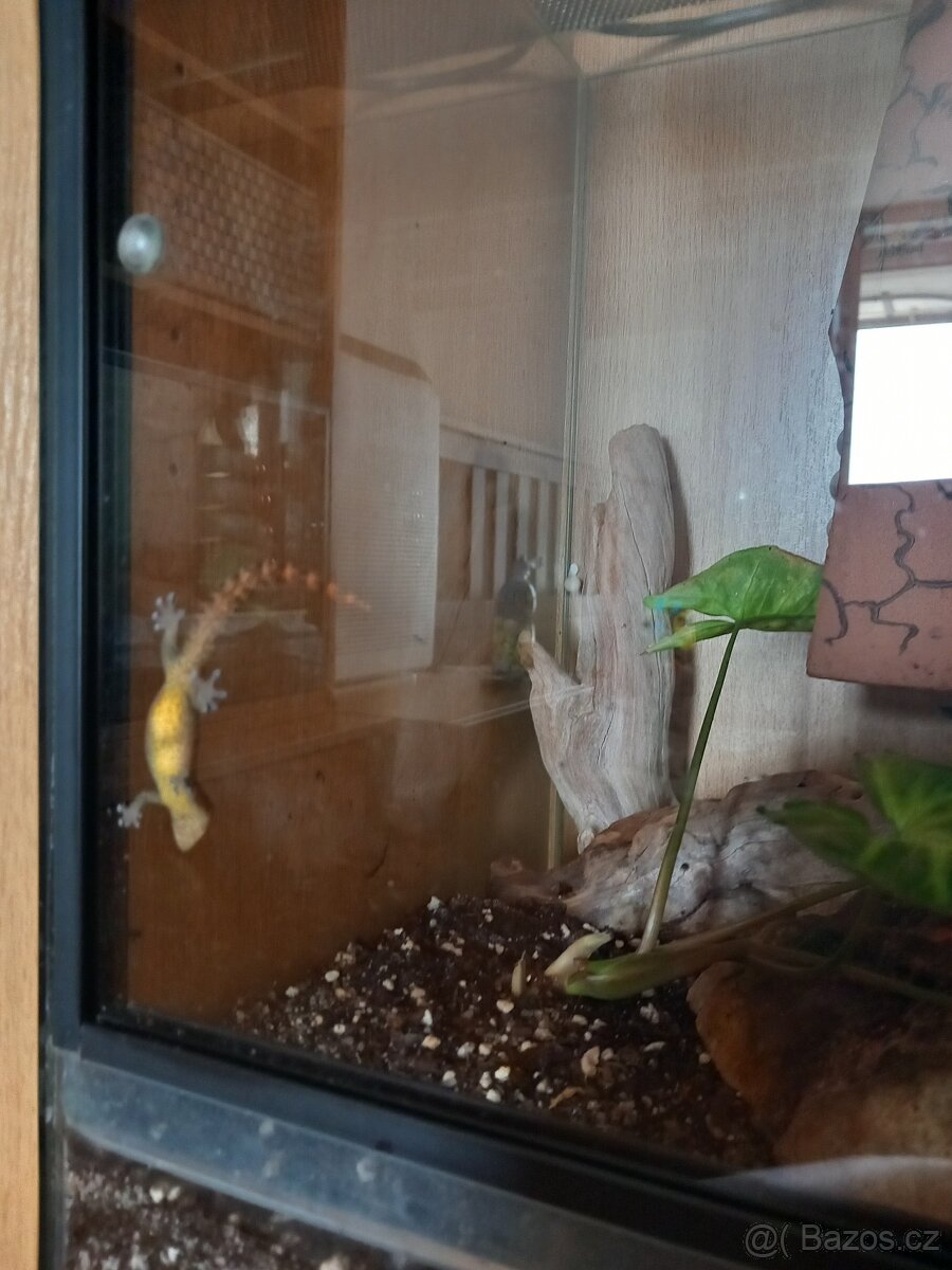 Gekon panenský (lepidodactylus lugubris) - 5