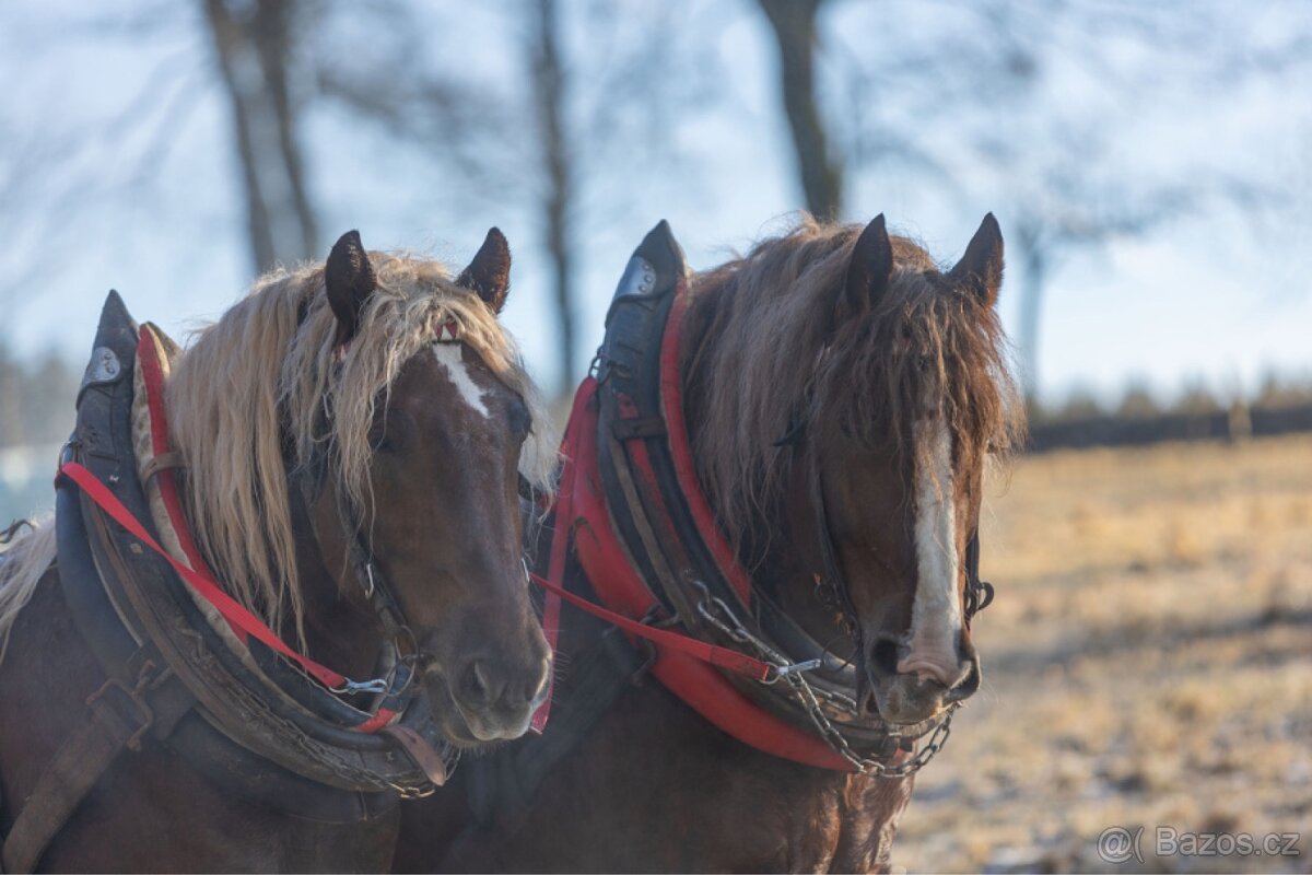 Prodám Valacha ČMB - 5