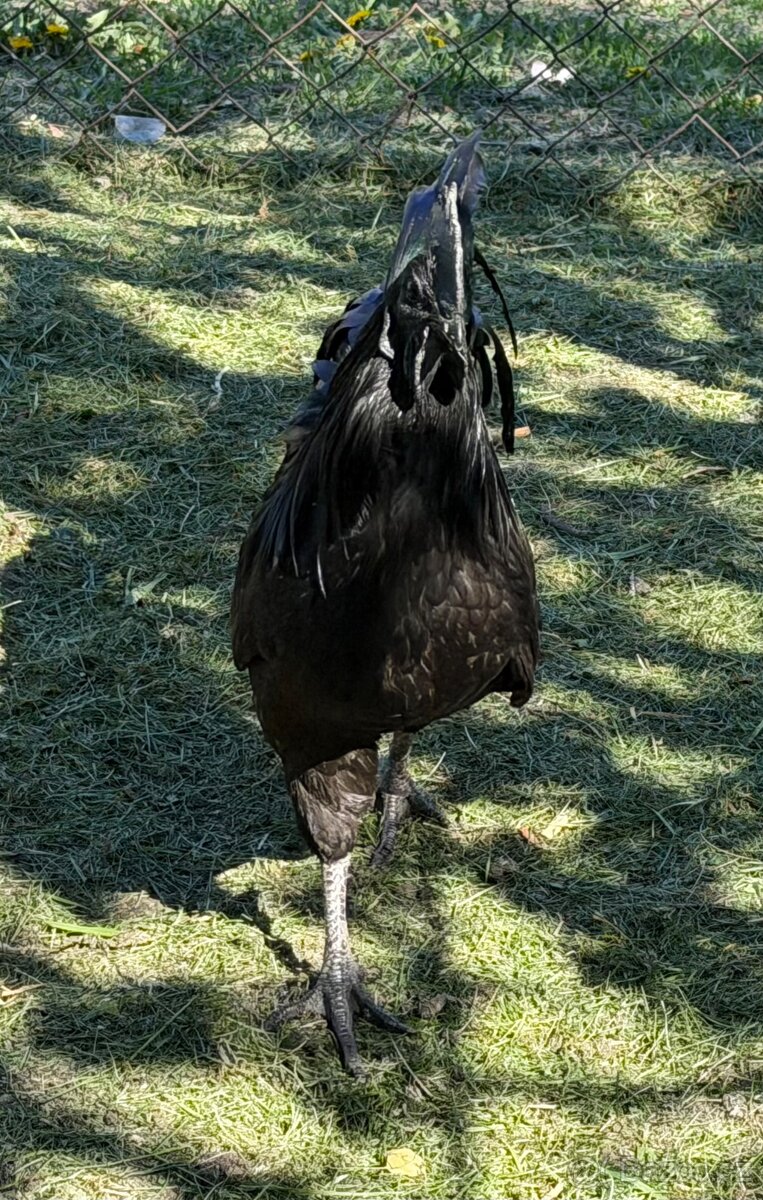 Kohout Ayam Cemani - 5