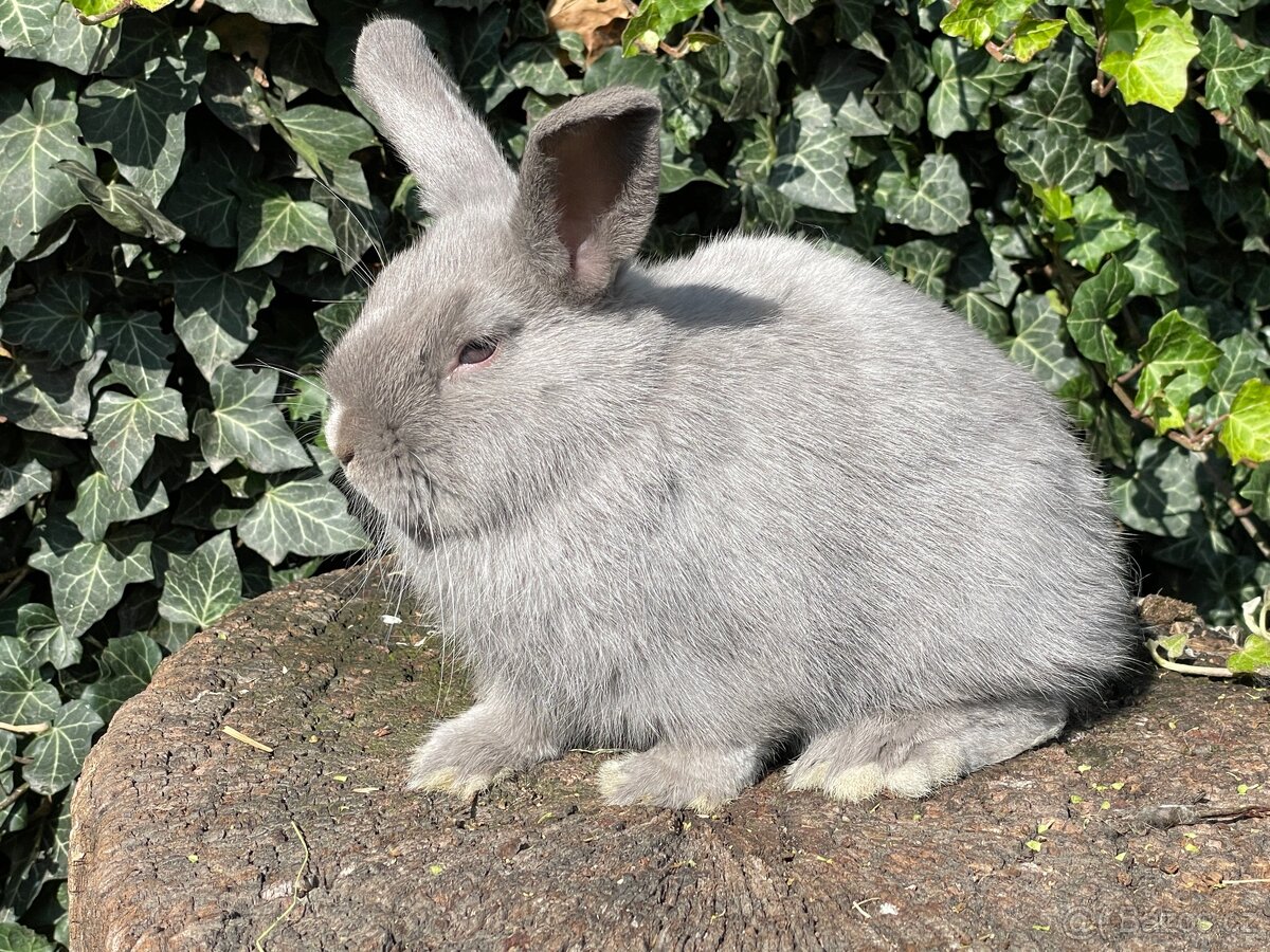 Zakrslí králíci - 5