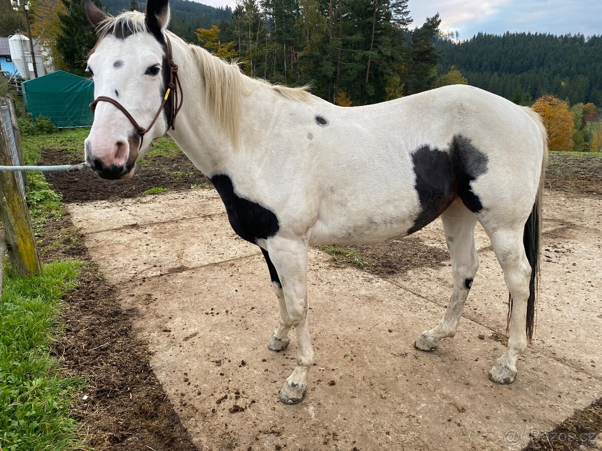 Kobyla 50% APH na predaj - 5