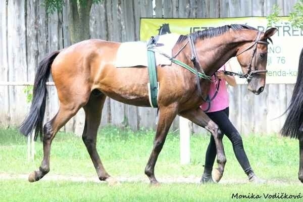 Prodám valacha A1/1 - 5