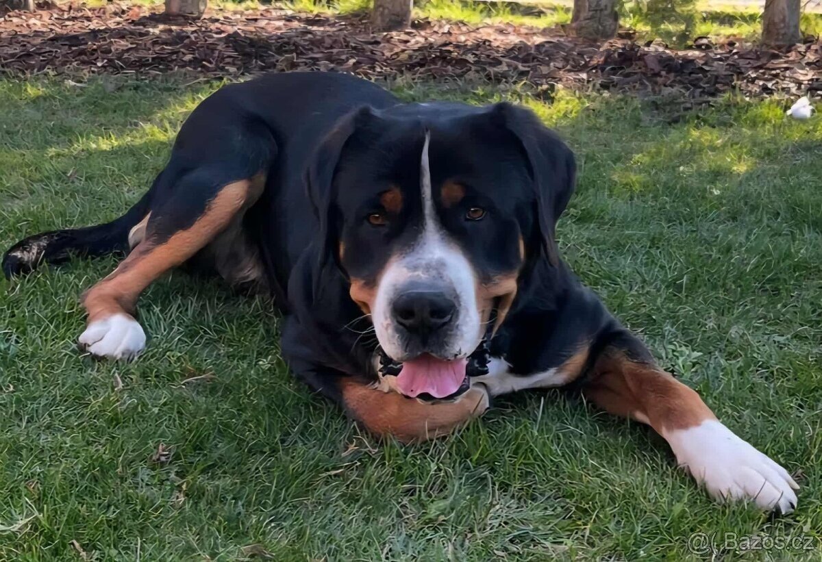 Velký švýcarský salašnický pes - rezervace štěňátek s PP - 5